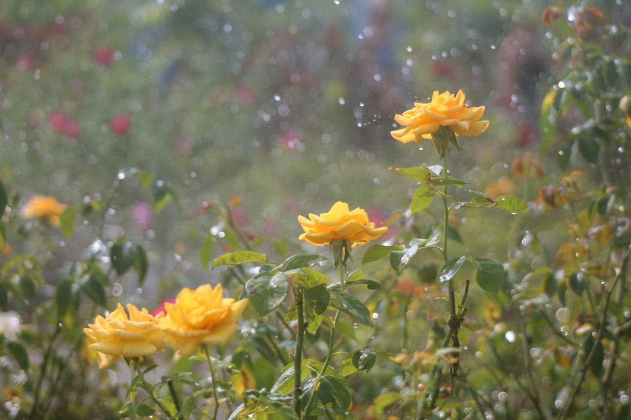Thach Thao Homestay หมีทอ ภายนอก รูปภาพ